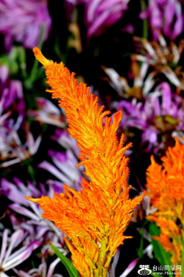 DSC_1776aa.jpg