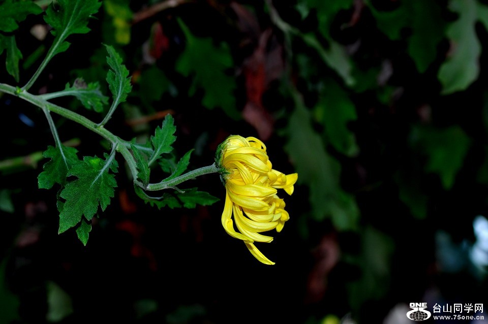 DSC_1771aa.jpg