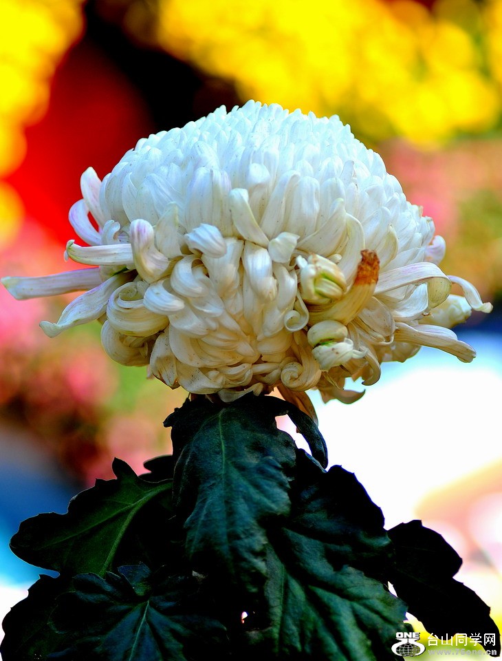 DSC_1893aa.jpg