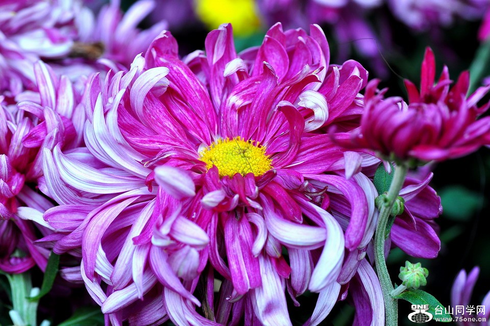 DSC_1642aa.jpg