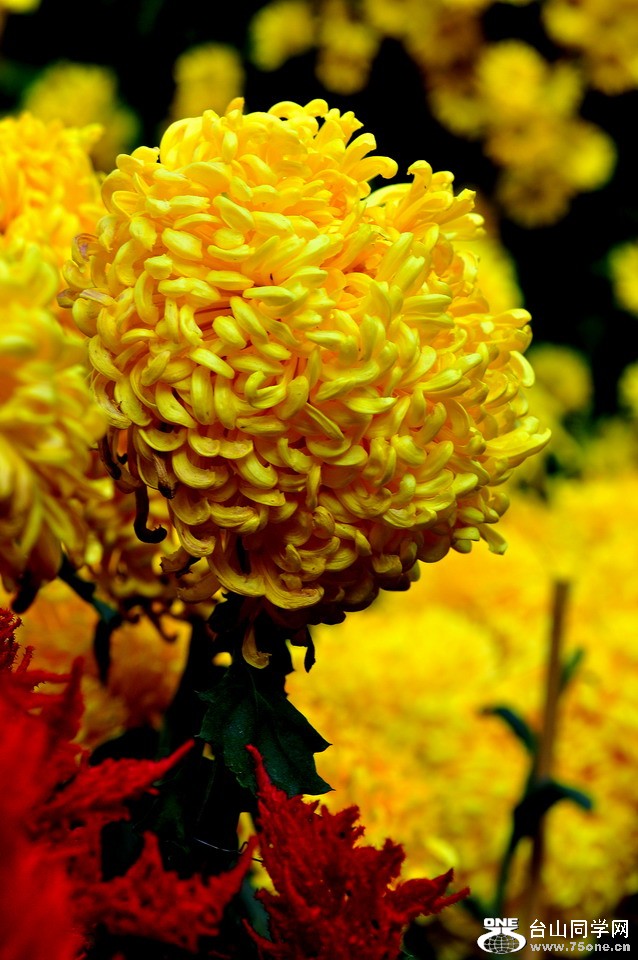 DSC_1843aa.jpg