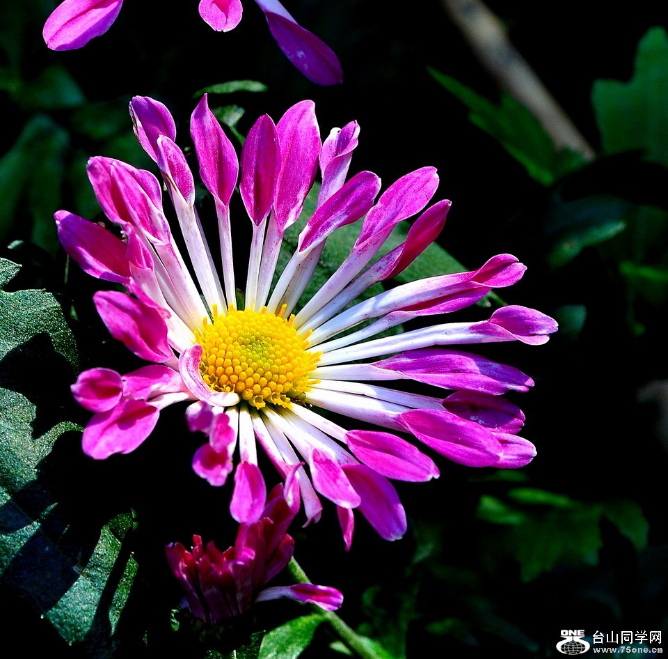 DSC_1794aa.jpg