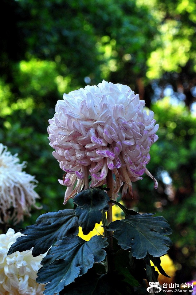 DSC_1939aa.jpg
