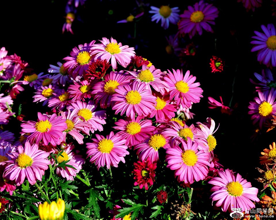 DSC_1765aa.jpg
