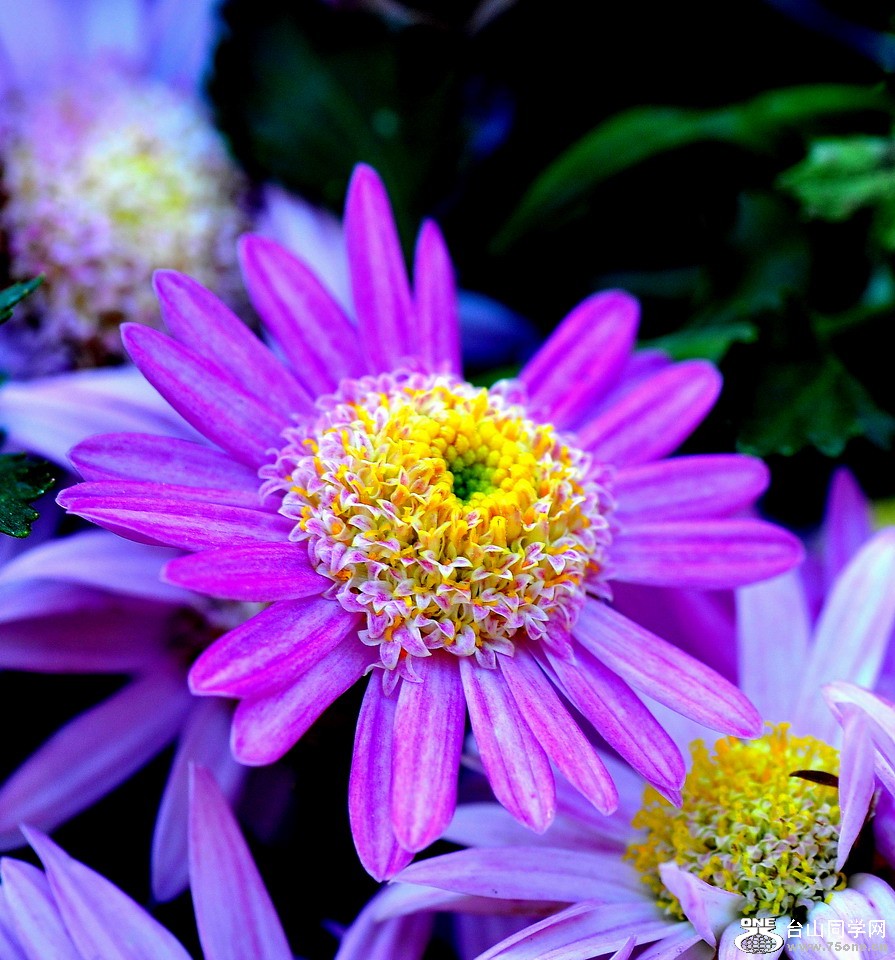 DSC_1786aa.jpg