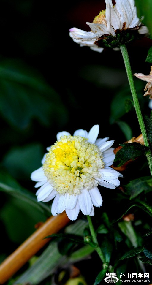 DSC_1736aa.jpg