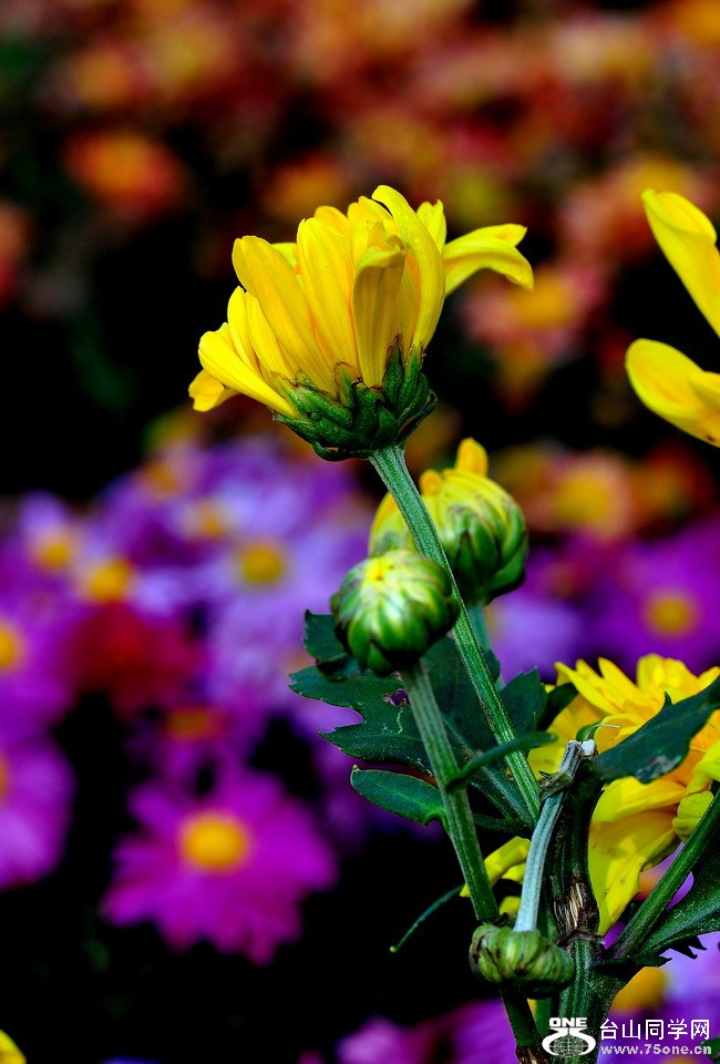 DSC_1761aa.jpg