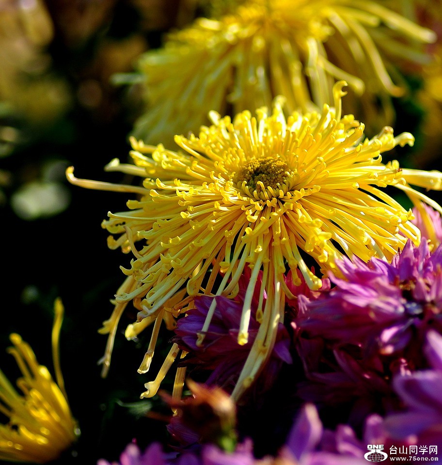 DSC_1886aa.jpg