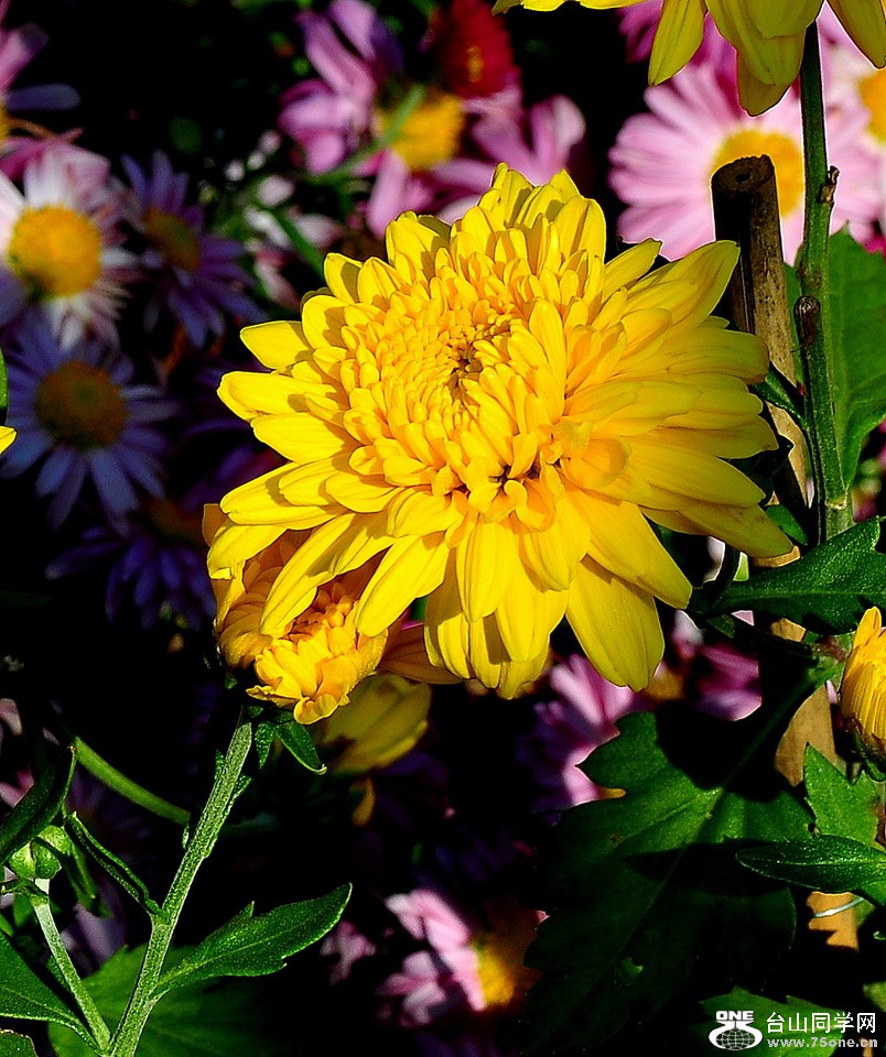 DSC_1767aa.jpg