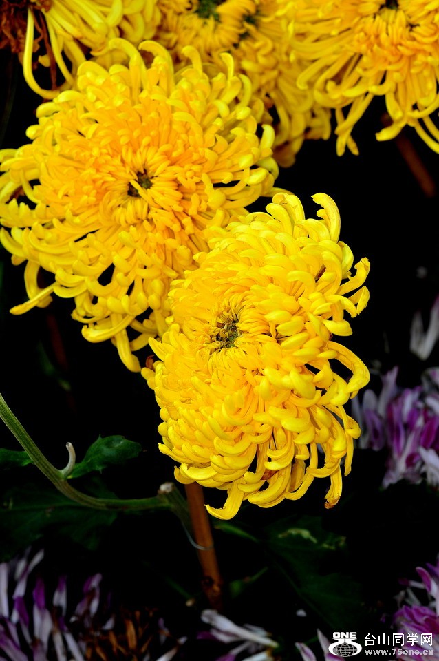 DSC_1782aa.jpg