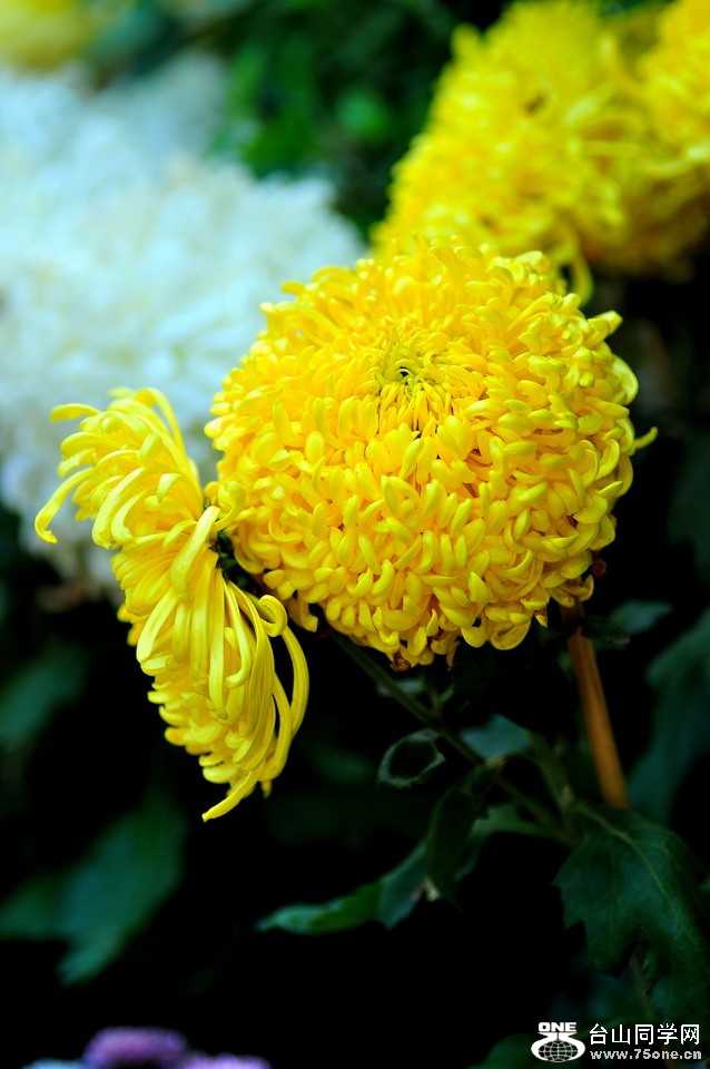 DSC_1912aa.jpg