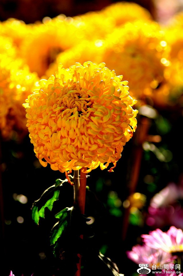 DSC_1960aa.jpg