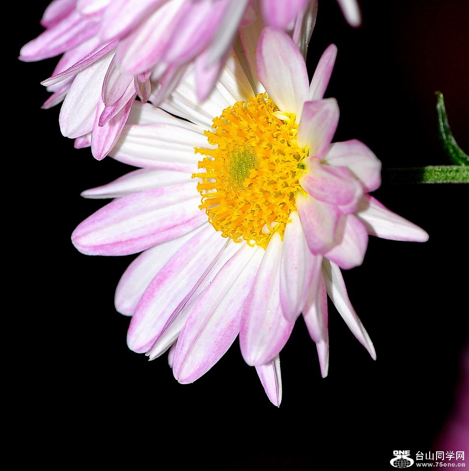DSC_1921aa.jpg