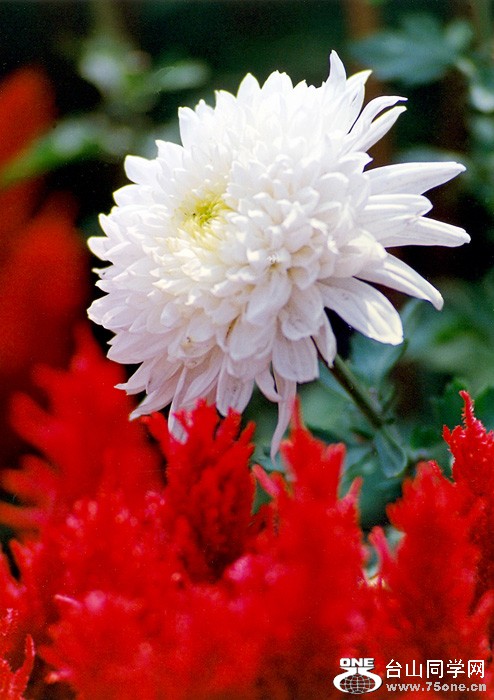 scan0073.jpg