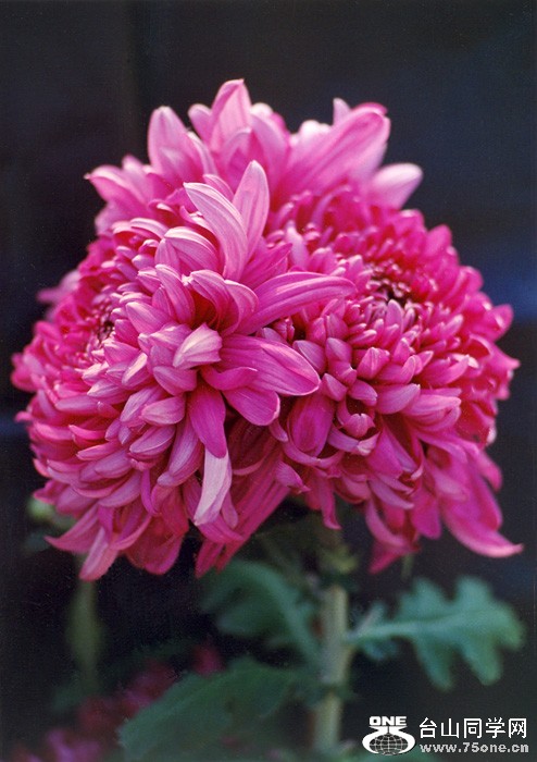 scan0072.jpg
