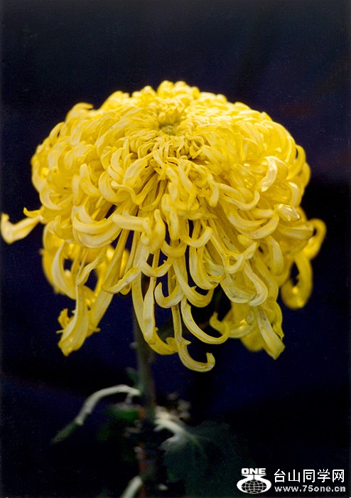 scan0067.jpg