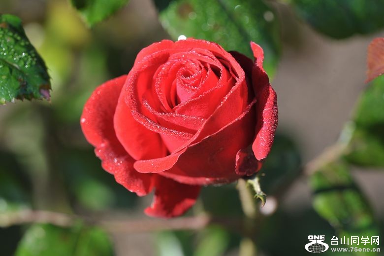 DSC_9360.jpg