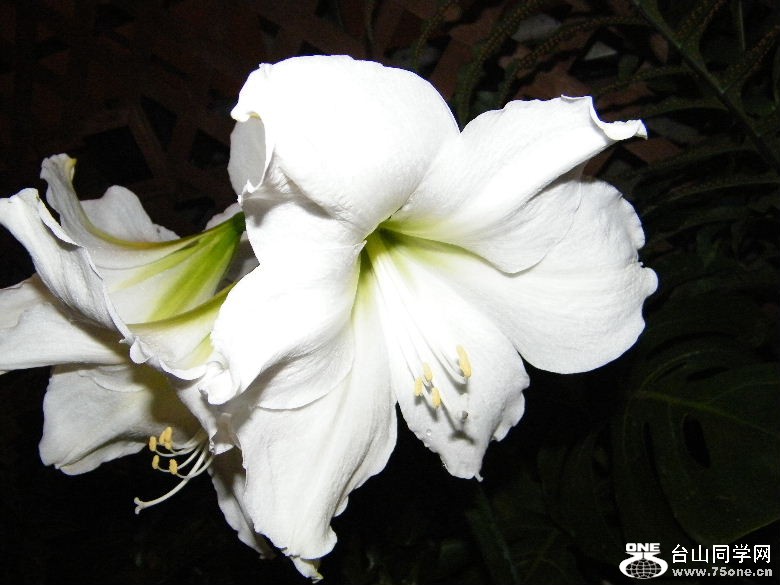 DSCF9356.JPG