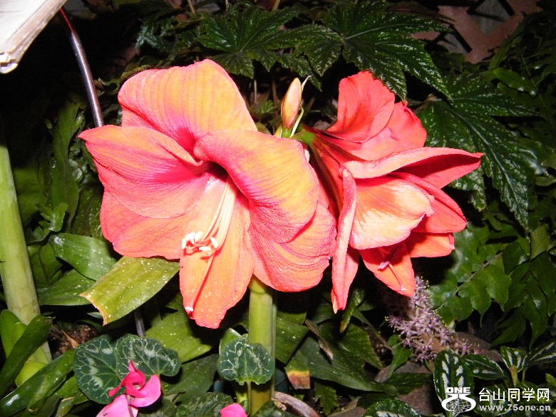DSCF9355.JPG