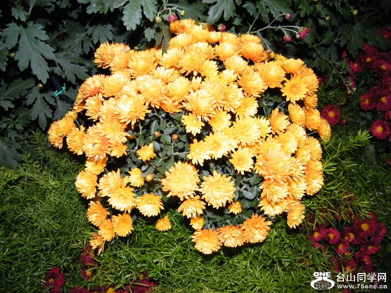 DSCF9346.JPG
