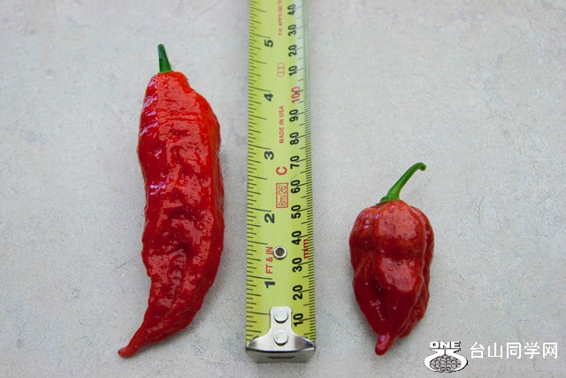 measure peppers.jpg