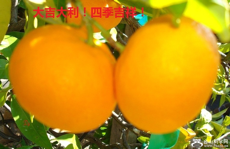 DSC00885-d1.jpg