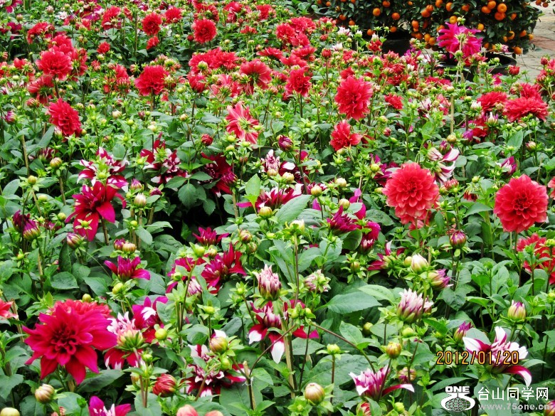 �껨����λ���� 101_conew1.jpg