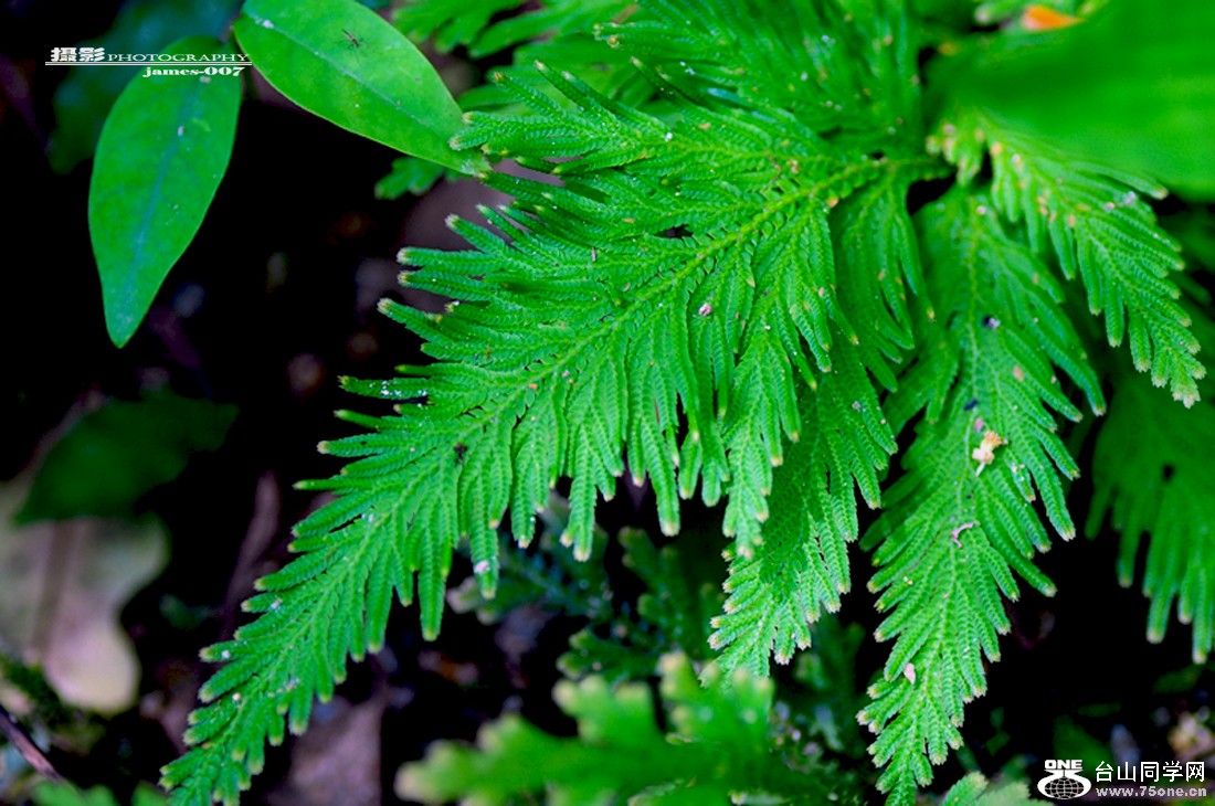 DSC_4996 .jpg