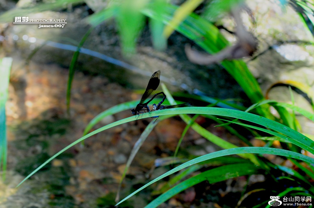 DSC_5919.JPG