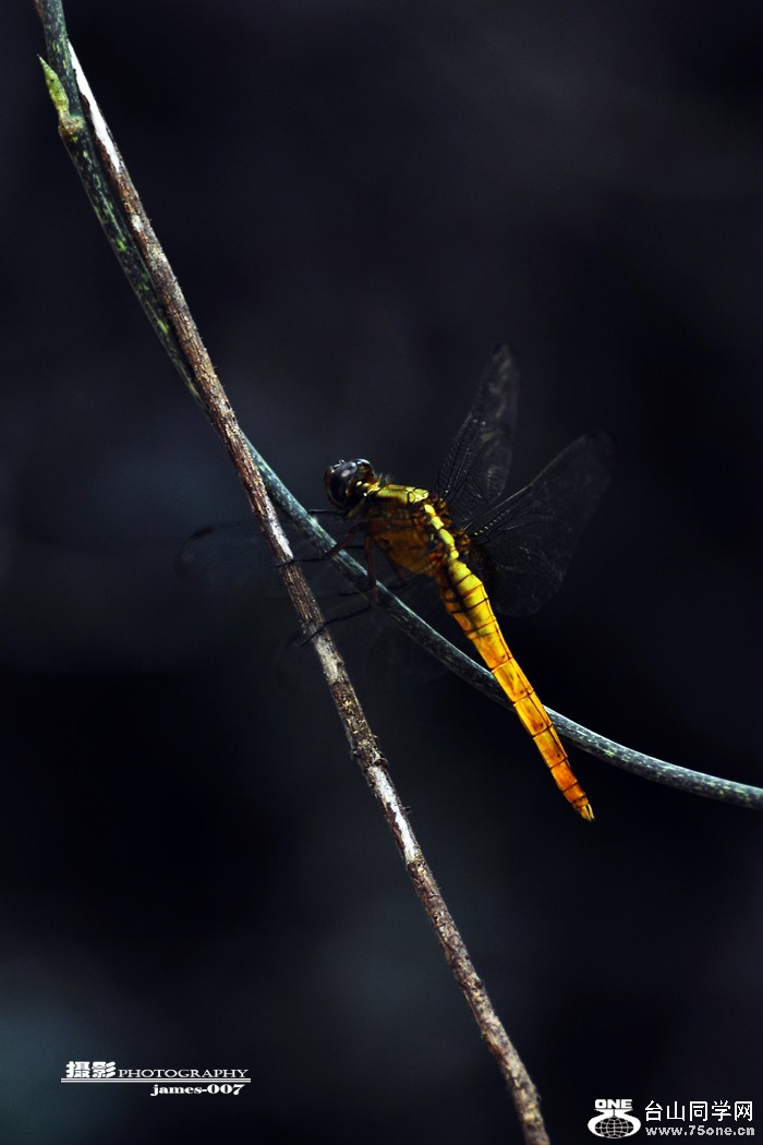 DSC_5229.JPG