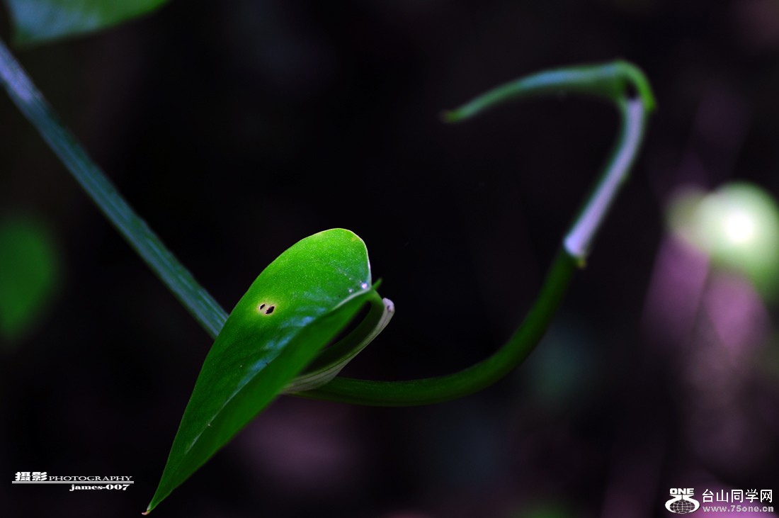 DSC_5181 .jpg