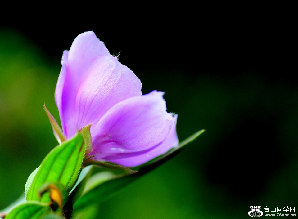 DSC_4443aa.jpg