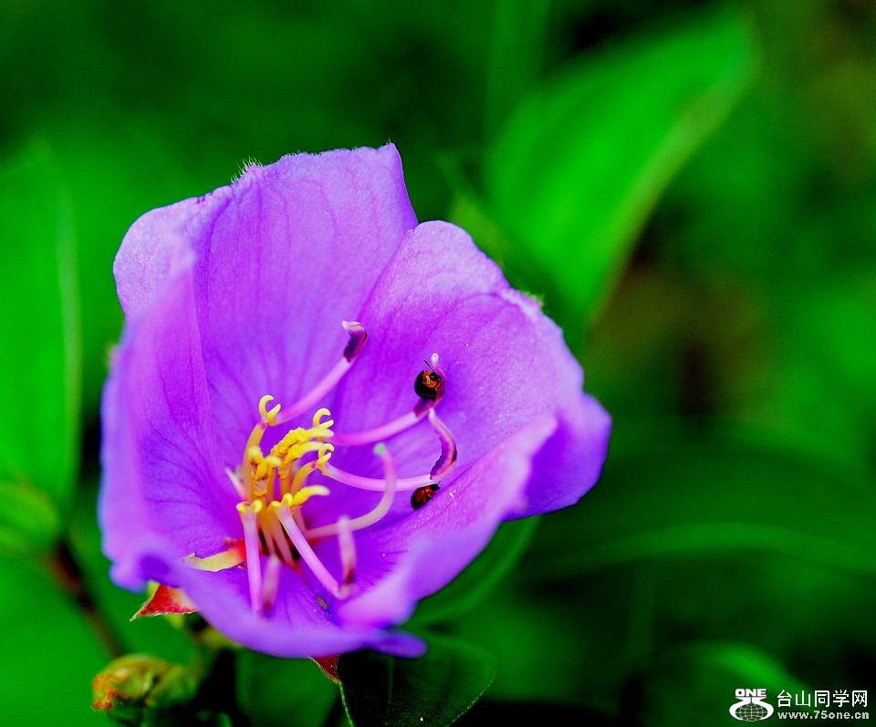 DSC_4413aa.jpg