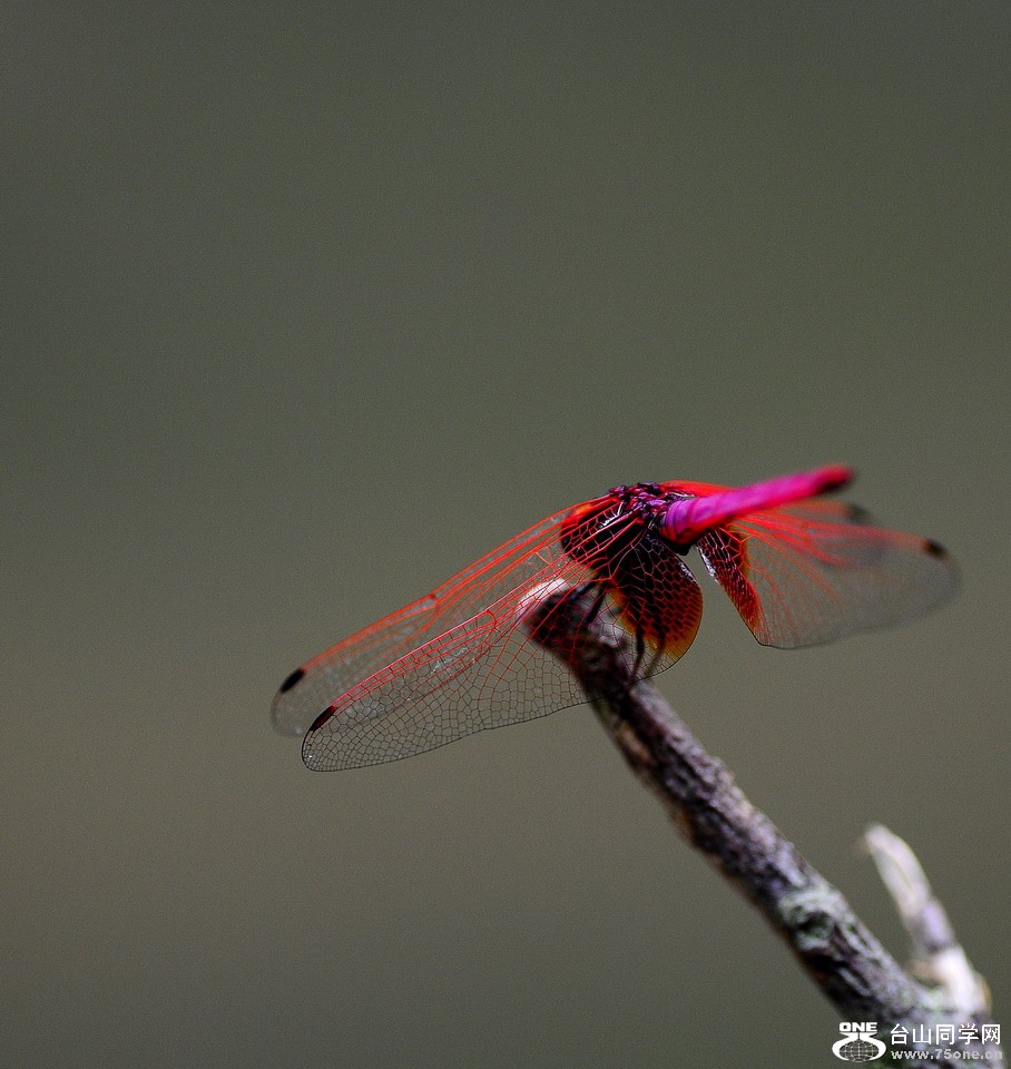 DSC_4220aa.jpg