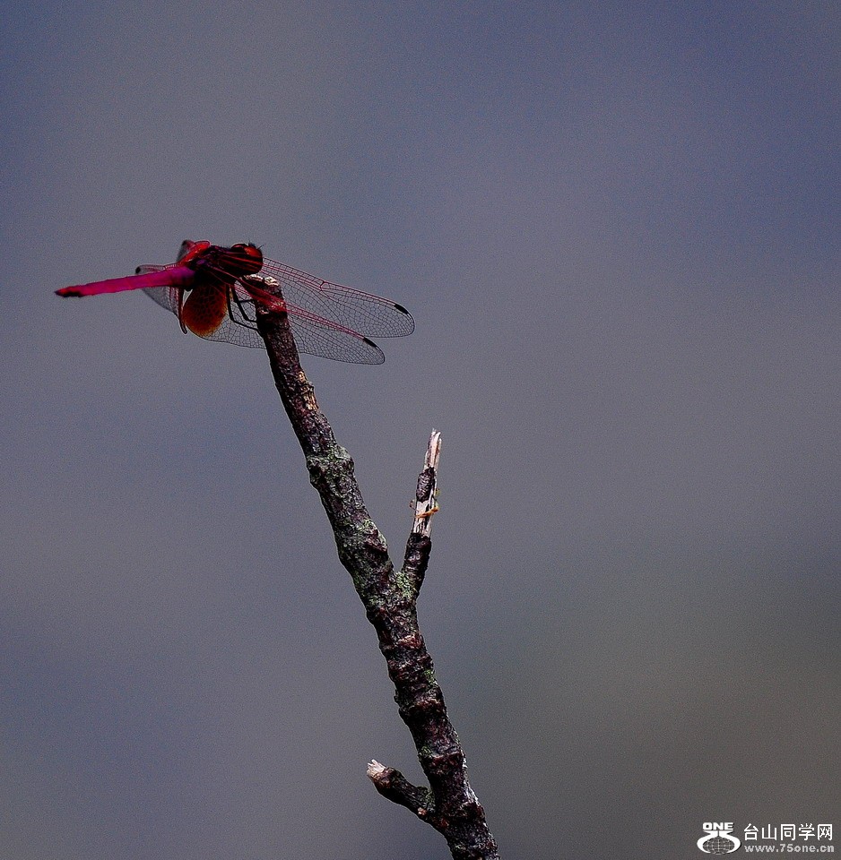 DSC_4211aa.jpg