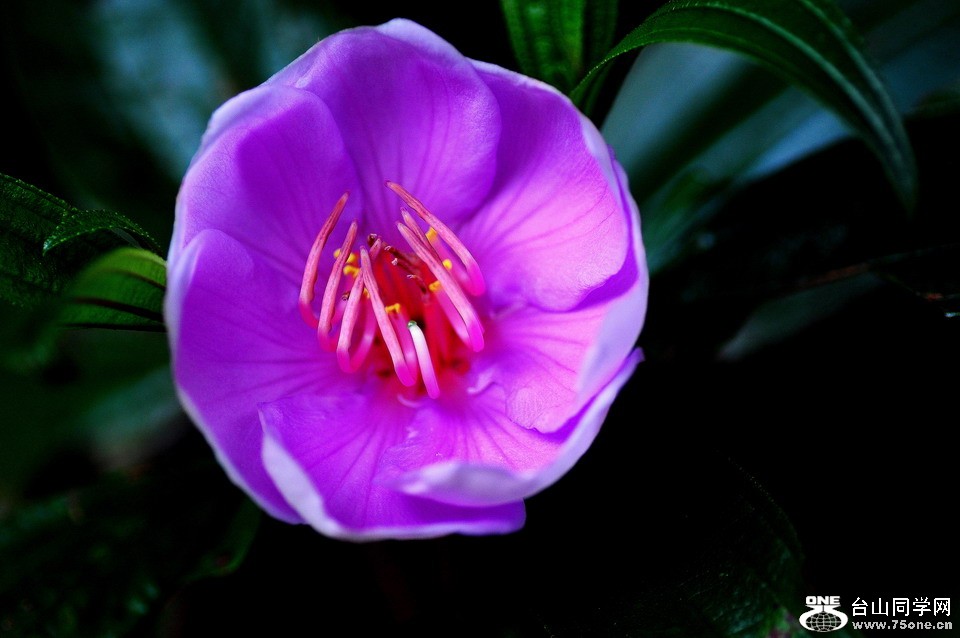 DSC_4168aa.jpg
