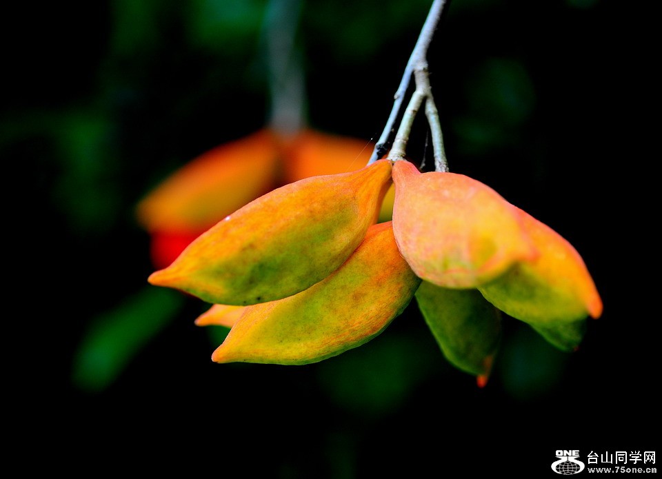 DSC_4299aa.jpg