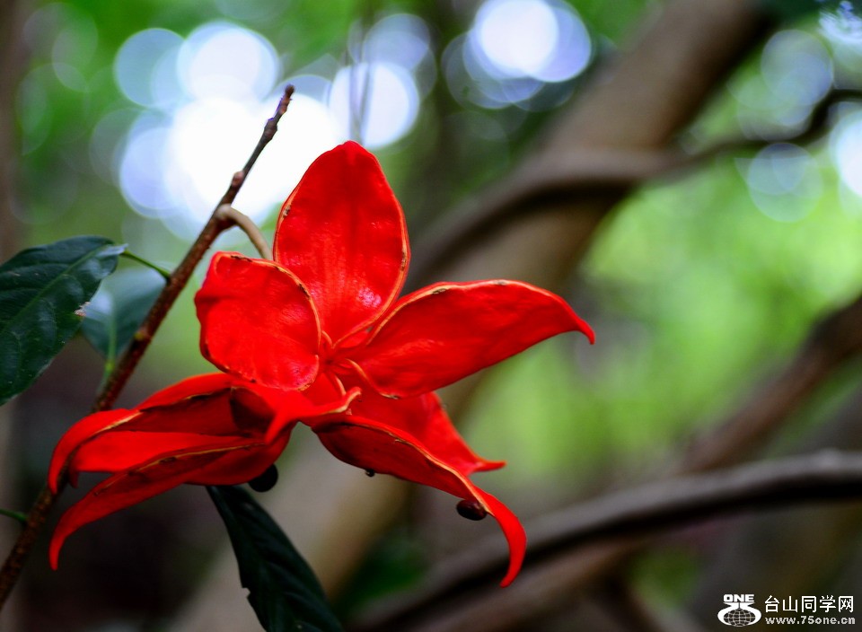 DSC_4359aa.jpg