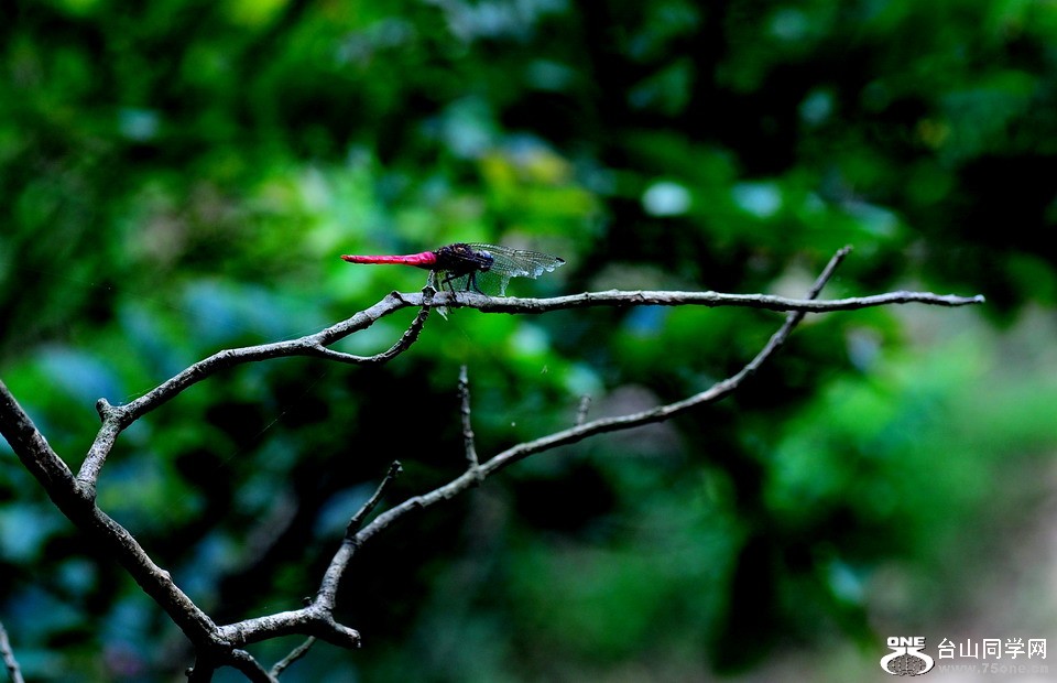 DSC_4380aa.jpg