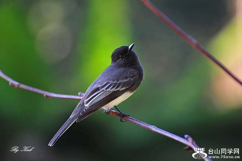 DSC_0258_conew1.jpg
