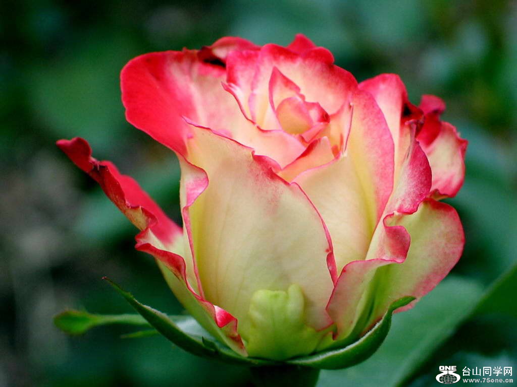 Light_Red_Rose_08.jpg