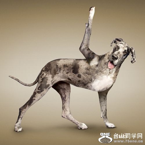 Yoga-dogs-11.jpg