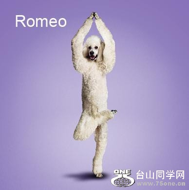 Yoga-dogs-22.jpg