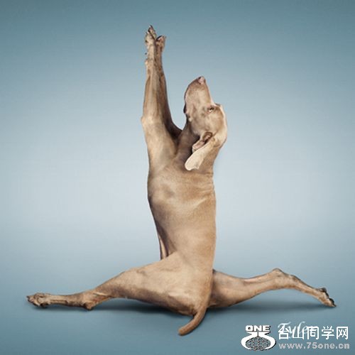 Yoga-dogs-8.jpg