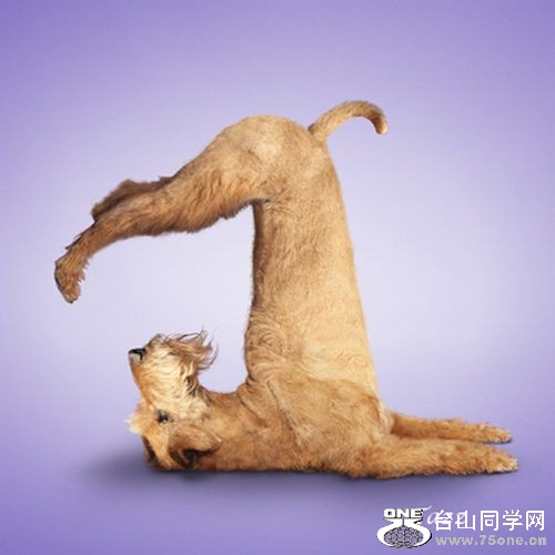 Yoga-dogs-12.jpg