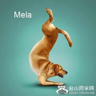 Yoga-dogs-20.jpg