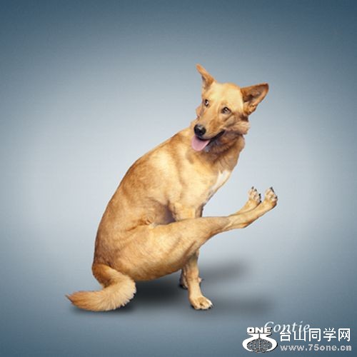 Yoga-dogs-5.jpg