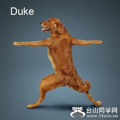 Yoga-dogs-24.jpg