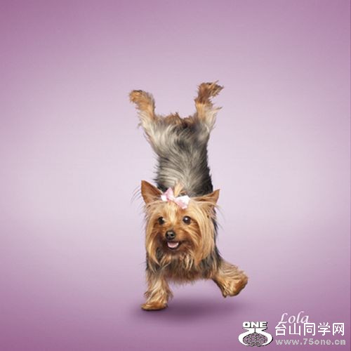 Yoga-dogs-9.jpg