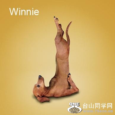 Yoga-dogs-19.jpg